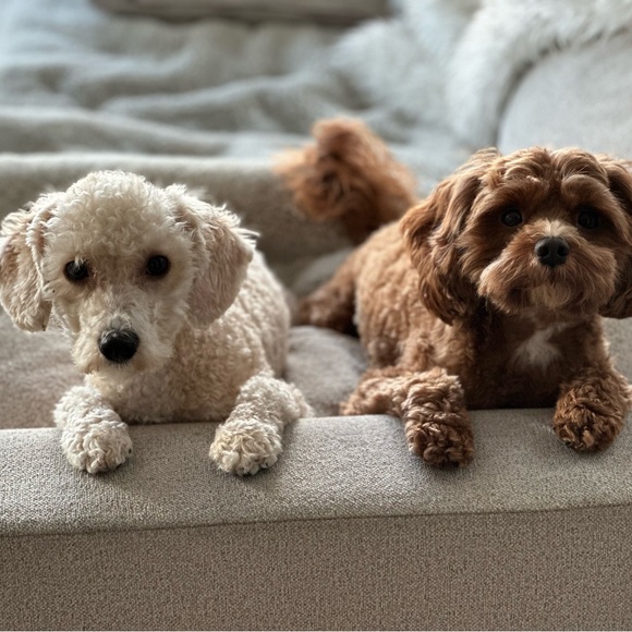 Meet your Posher, Tania - Picture 1 of 1